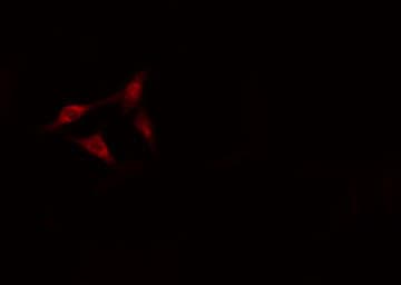 HSPA9 / Mortalin / GRP75 Antibody