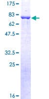 Human ARRB2 / Beta Arrestin 2 Protein (Recombinant GST)