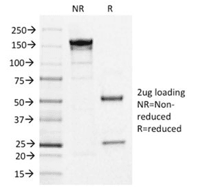 IL3RA / CD123 Antibody (clone IL3RA/1531, Azide-free, BSA-free)