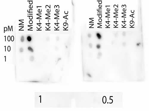 HIST3H3 Antibody (Me3-Lys4/Ac-Lys9)