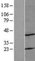 MRPS22 Protein (Over-Expression Lysate Myc-DDK (Flag))