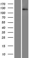 RNF31 Protein (Over-Expression Lysate Myc-DDK (Flag))