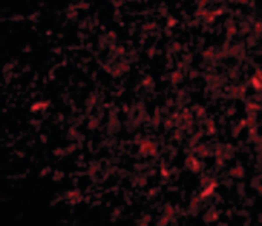 IHC-plus™ NPAS3 Antibody