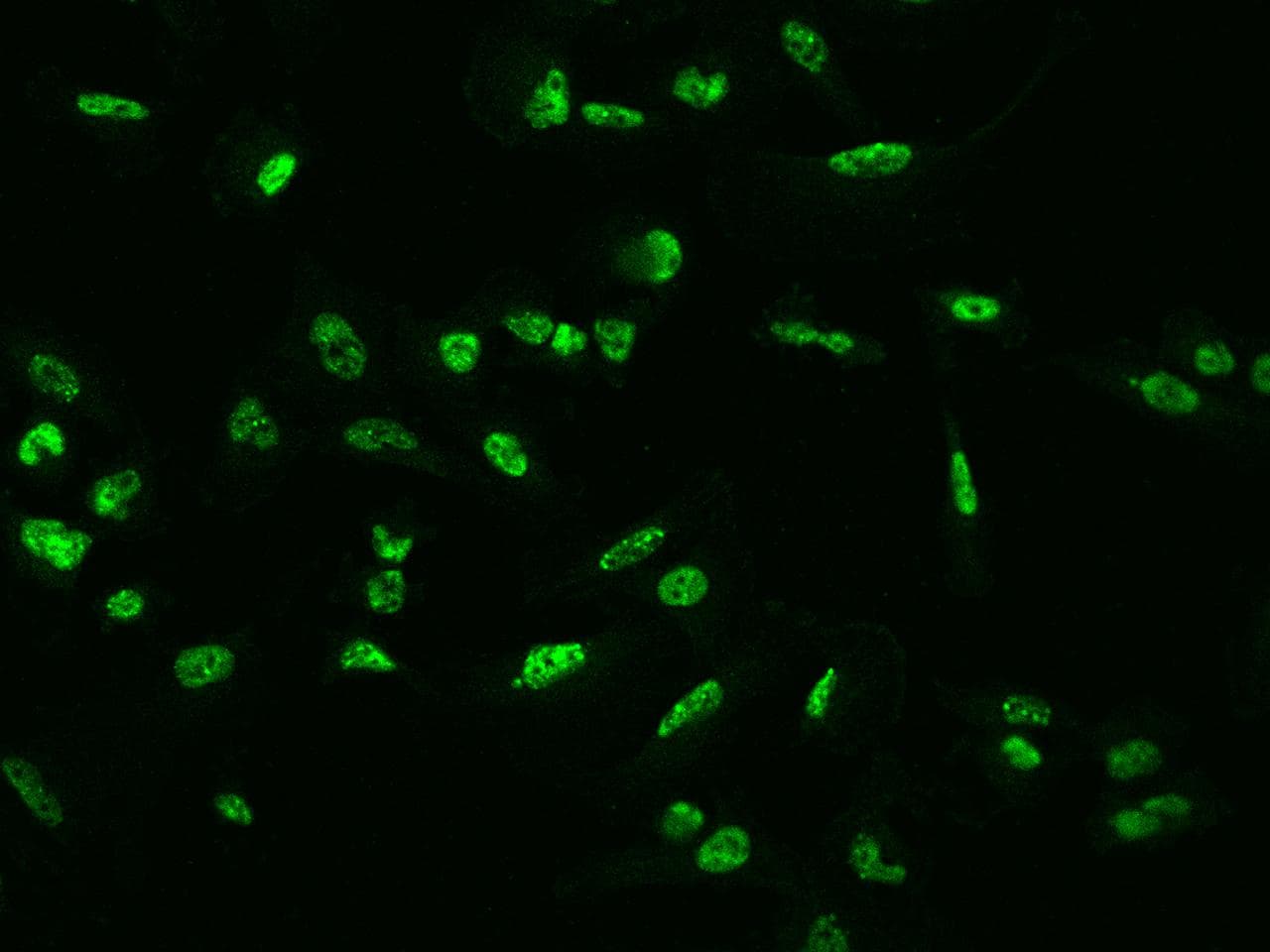 NFIB Antibody