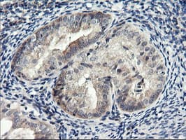 RGS16 Antibody (clone OTI1F3)