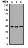MAPRE2 / EB2 Antibody (Internal)