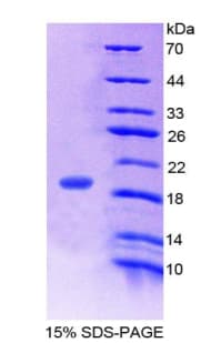 Human Gastric Inhibitory Peptide Protein (Recombinant His-T7)