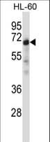 Polyclonal Rabbit anti-Human NRBP1 / NRBP Antibody (aa86-115, WB)