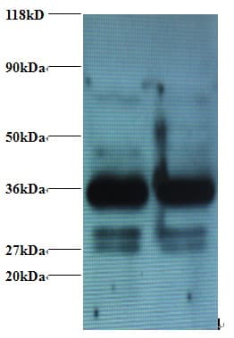 ANXA2 / Annexin A2 Antibody