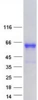 Human EBF2 Protein (Recombinant Myc-DDK (Flag))