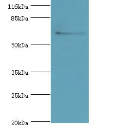 SLC13A4 Antibody (HRP)