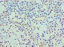 COQ7 Antibody (aa37-217)