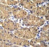 VSIG1 Antibody (aa293-322)