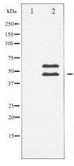 CaMKII Beta+Gamma+Delta Antibody