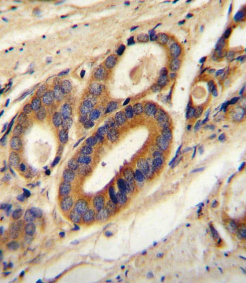 ATP6V0B Antibody (aa104-131)