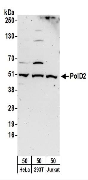 POLD2 Antibody (aa419-469)