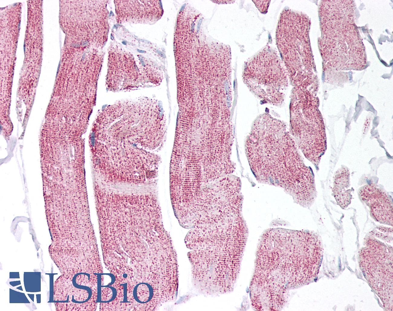IHC-plus™ PARG Antibody