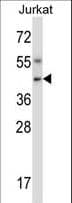 NIM1K / NIM1 Antibody (aa352-380)