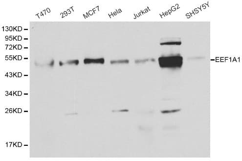 EEF1A1 Antibody