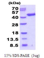 Human SEPT3 / Septin 3 Protein (Recombinant His)