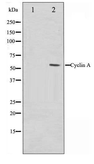 Cyclin A Antibody