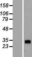 OCEL1 Protein (Over-Expression Lysate Myc-DDK (Flag))