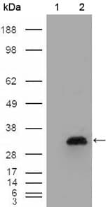 Monoclonal Mouse anti-Human APOA1 / Apolipoprotein A 1 Antibody (clone 5F4F5, WB)