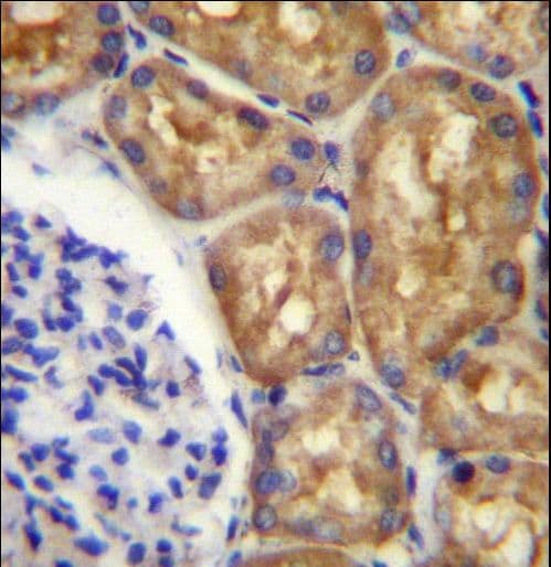 ASS1 / ASS Antibody (aa281-310)