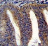 RBPMS2 Antibody (aa113-141)