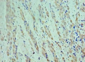 CDK9 Antibody (aa153-372)