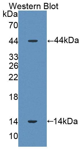 SFTPD / Surfactant Protein D Antibody (aa20-374)