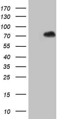 TAF1B Antibody (aa1-208, clone OTI2A12)