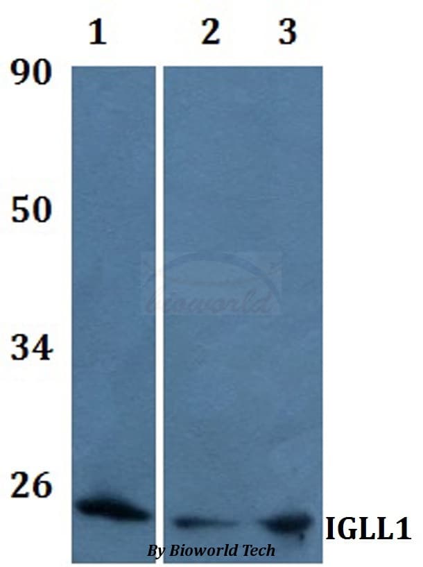 IGLL1 / CD179b Antibody