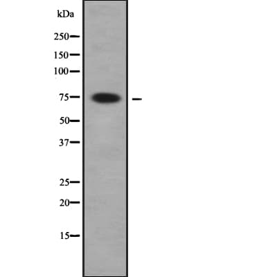 FIGNL1 Antibody