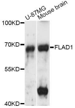 FLAD1 / FADS Antibody