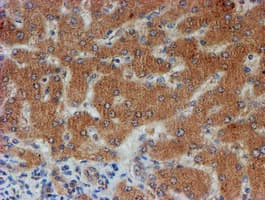 FXYD3 Antibody (clone OTI4E3, Carrier-free)