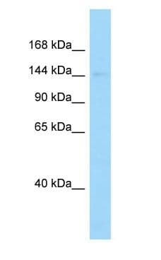 Polyclonal Rabbit anti-Rat DCTN1 / Dynactin 1 Antibody (aa967-1016, WB)
