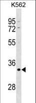 POU5F2 Antibody (aa203-231)