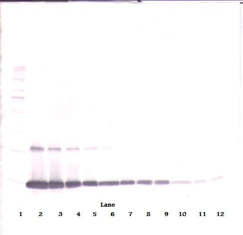CSF2 / GM-CSF Antibody (Biotin)