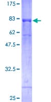 Human RAPGEF5 / GFR Protein (Recombinant GST)