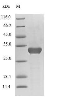 Mouse CELA3B / ELA3B Protein (Recombinant 10His, N-terminus + Myc, C-terminus)