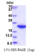 Human CAPNS1 / CAPN4 Protein (Recombinant His)