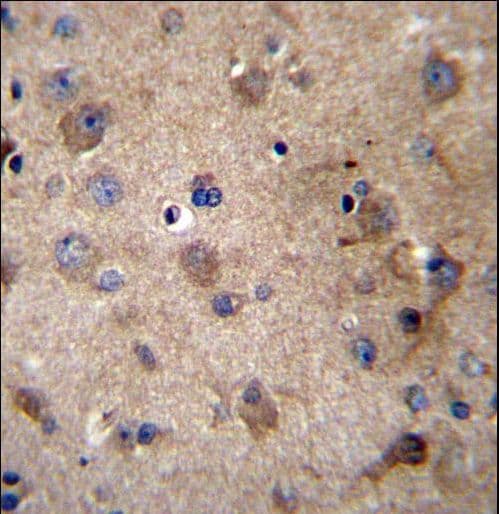 SERPINE2 / Nexin Antibody (aa106-135)