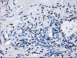 RNF144B Antibody (clone OTI9H10)