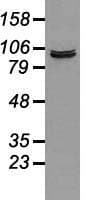 Prominin 2 / PROM2 Antibody (clone OTI3D12)
