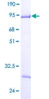 Human CD2BP2 Protein (Recombinant GST)