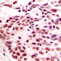 Histone H4 Antibody (N-Terminus)