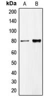CDCP1 Antibody (C-Terminus)