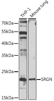 SRGN / Serglycin Antibody