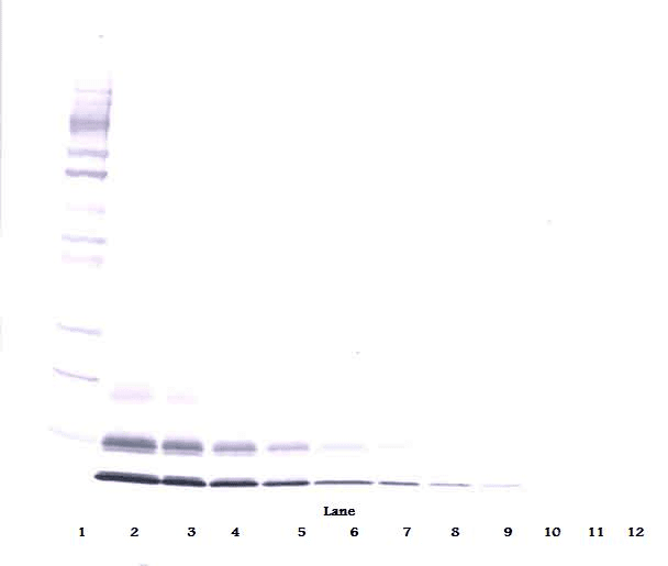 PathPlus™ IGF1 Antibody